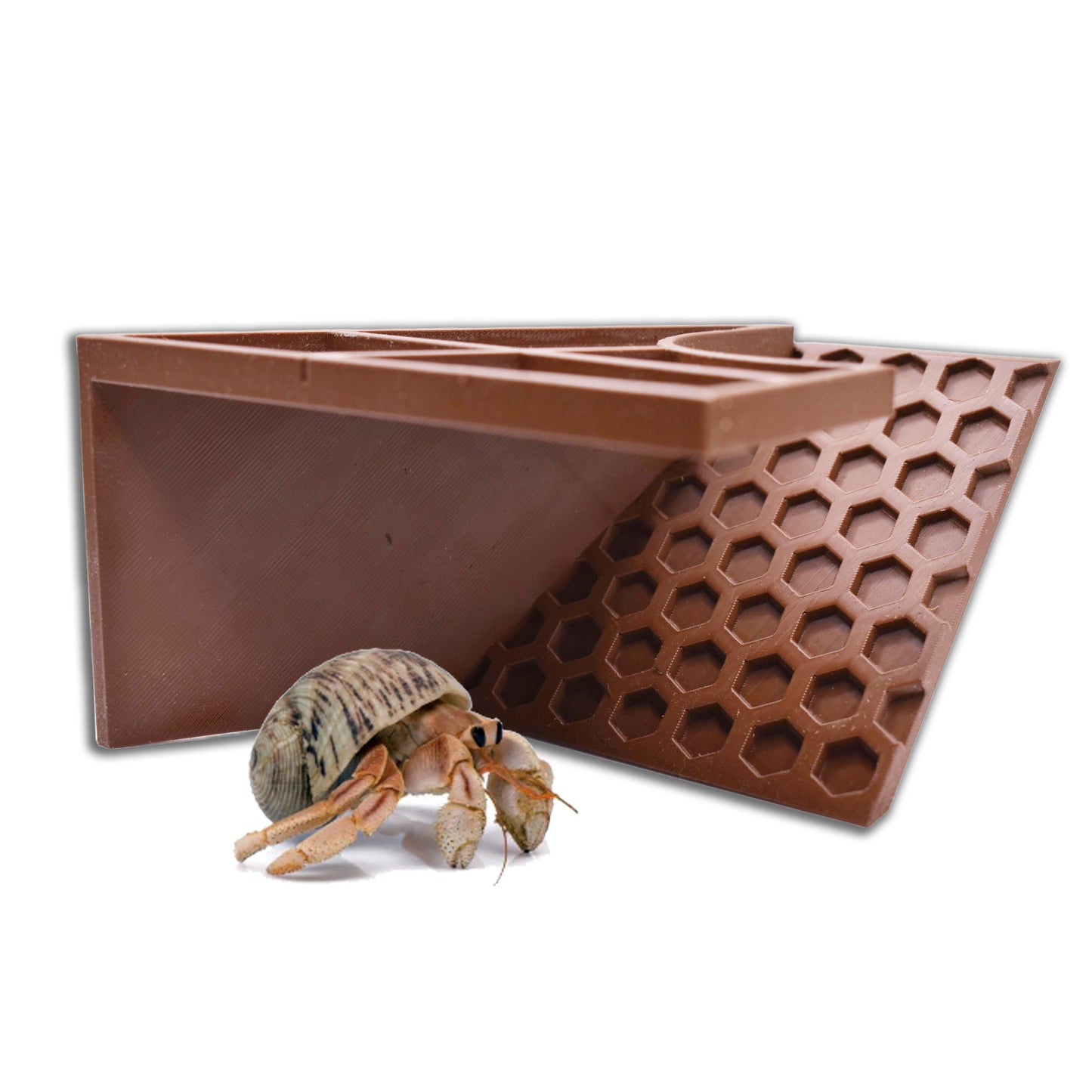 Underground Hermit Crab Tunnel