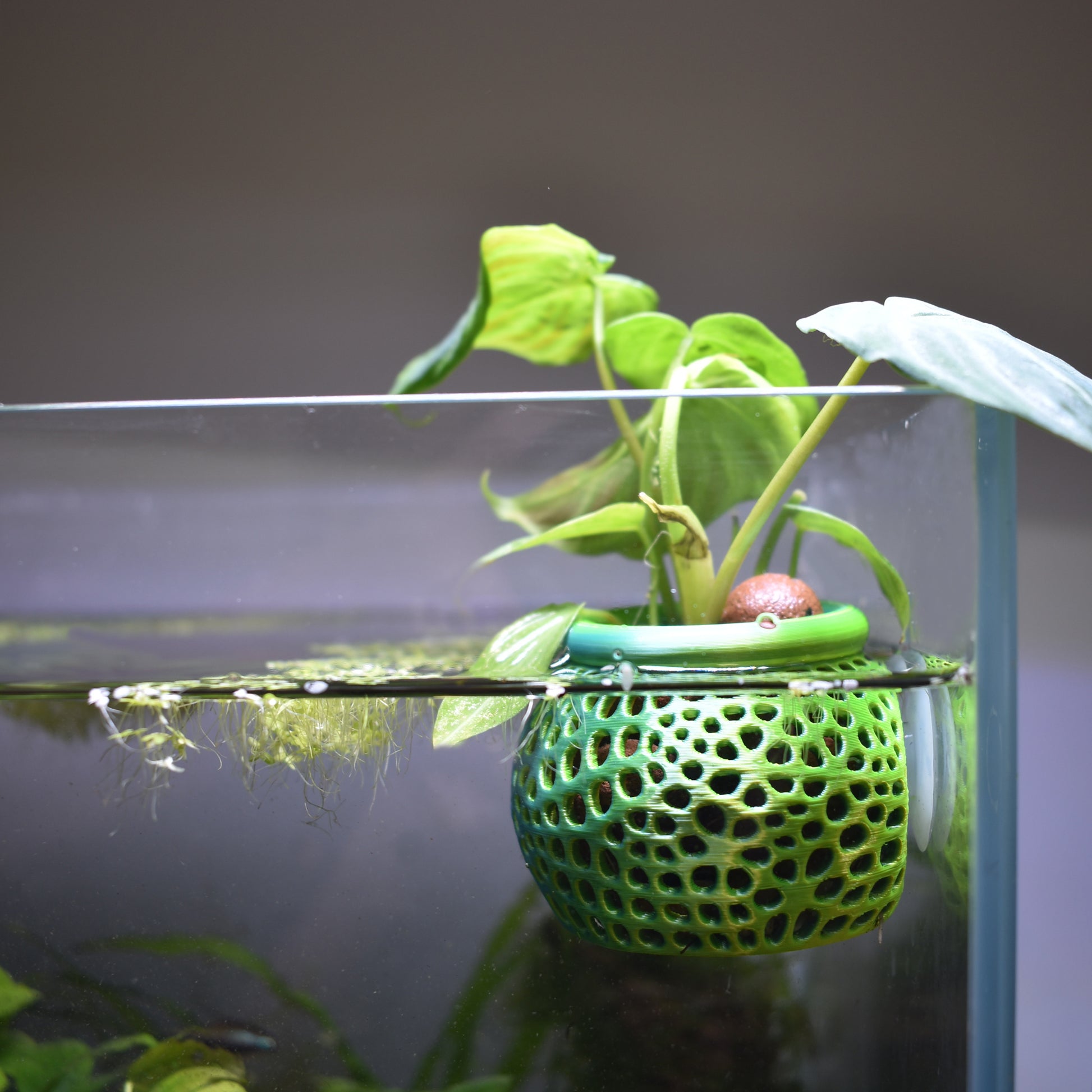 aquarium pot plants Aquarium Plant Pot Holder with Suction Cup – 3D Aquatic Solutions