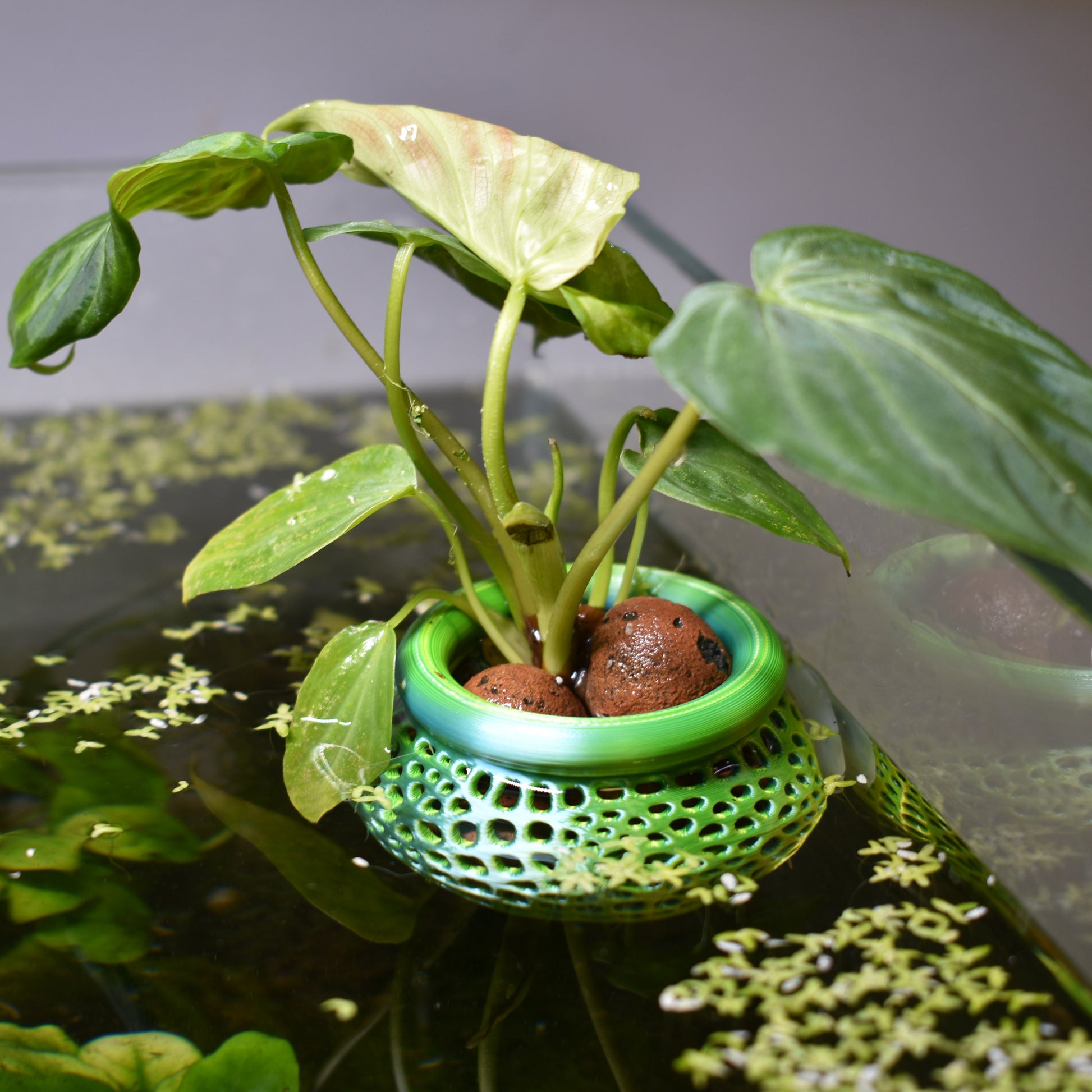 fish tank plant pot Aquarium Plant Pot Holder with Suction Cup – 3D Aquatic Solutions